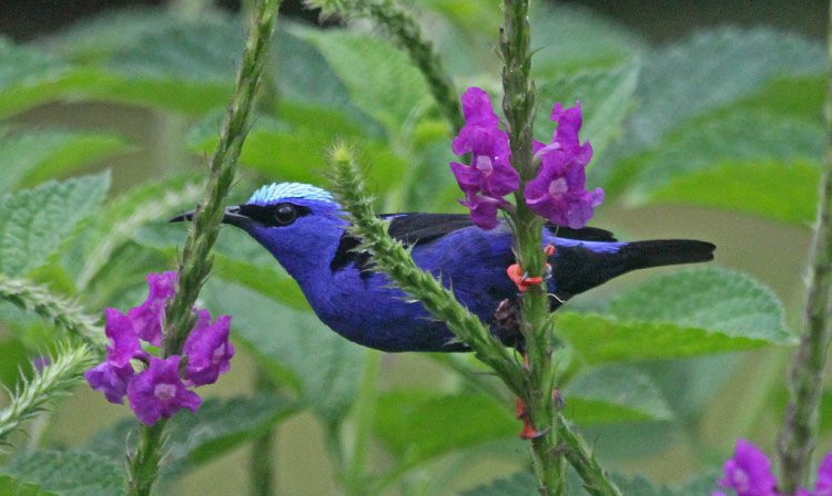 Photo (19): Red-legged Honeycreeper