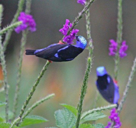 Photo (10): Red-legged Honeycreeper