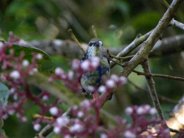 Photo (6): Red-legged Honeycreeper