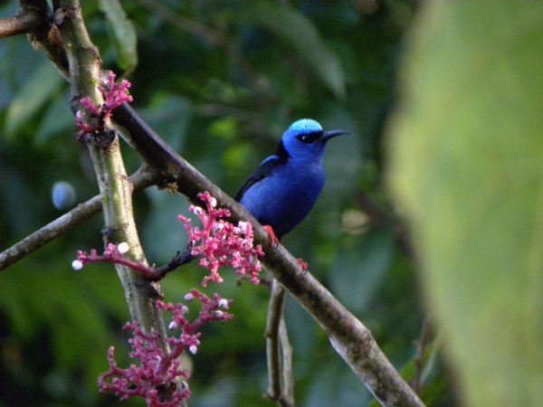 Photo (8): Red-legged Honeycreeper