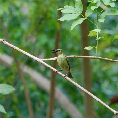 Photo (14): Red-legged Honeycreeper