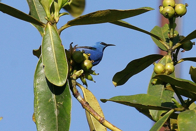 Photo (2): Shining Honeycreeper