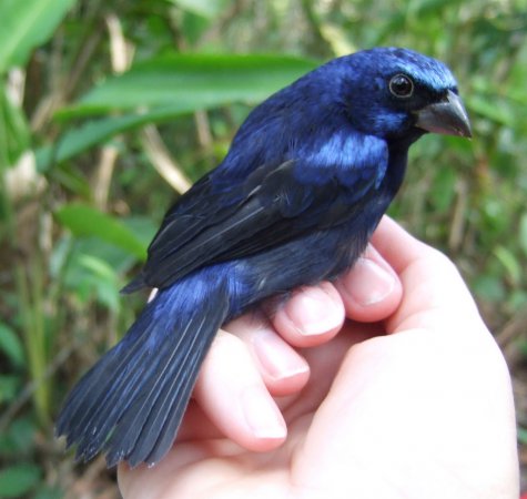 Photo (12): Blue Bunting
