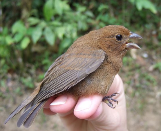 Photo (11): Blue Bunting