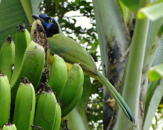 Photo (14): Green Jay