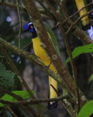 Photo (13): Green Jay