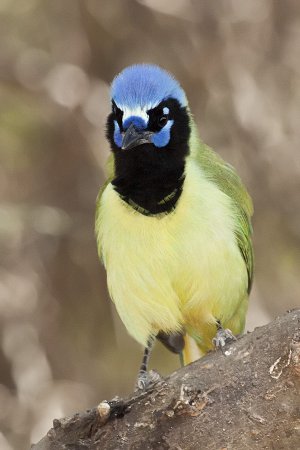 Photo (4): Green Jay