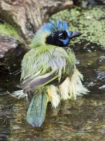 Photo (10): Green Jay