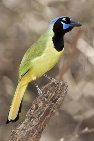 Photo (2): Green Jay