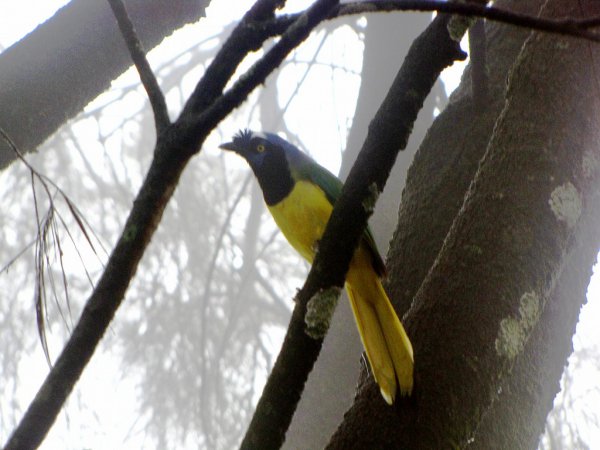 Photo (15): Green Jay