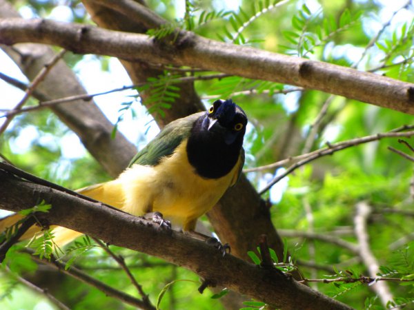 Photo (17): Green Jay
