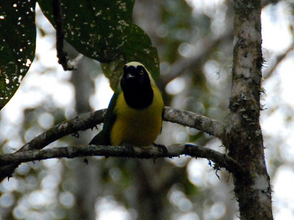 Photo (19): Green Jay