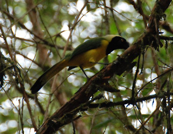 Photo (20): Green Jay