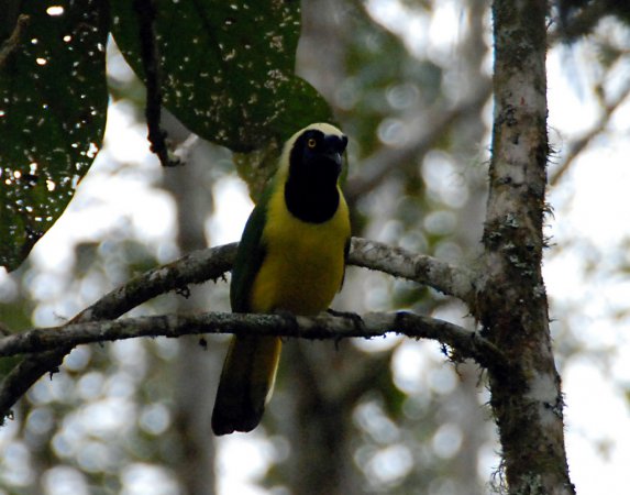 Photo (24): Green Jay