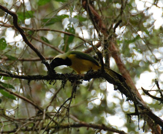 Photo (22): Green Jay