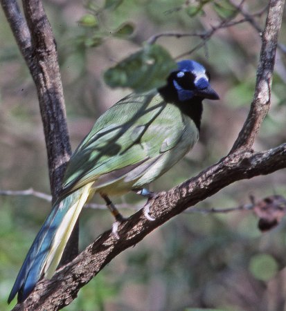 Photo (12): Green Jay