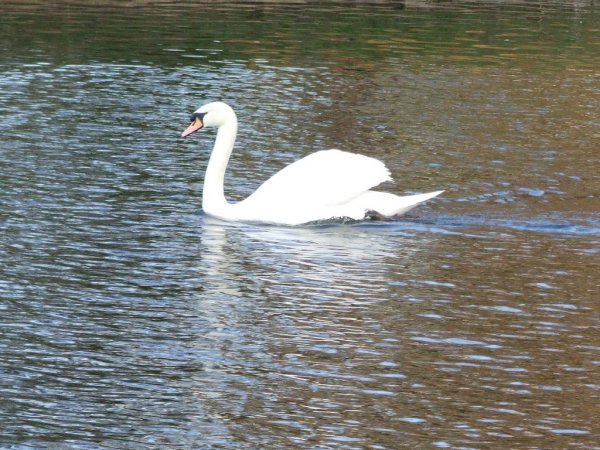 Photo (8): Mute Swan