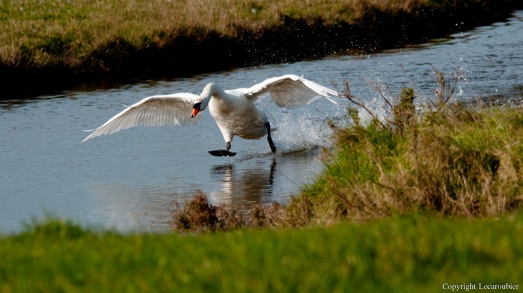 Photo (4): Mute Swan
