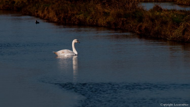 Photo (14): Mute Swan