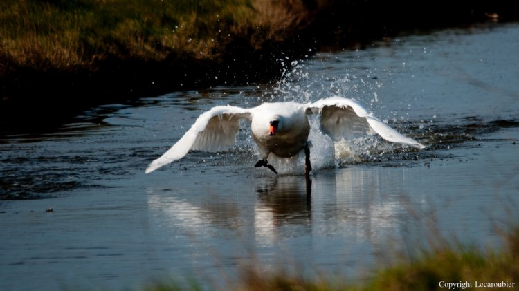 Photo (3): Mute Swan