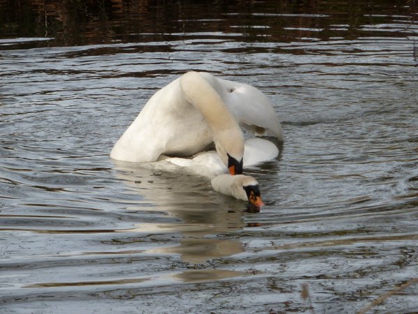 Photo (5): Mute Swan