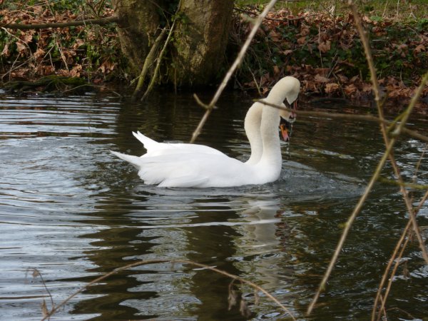 Photo (9): Mute Swan