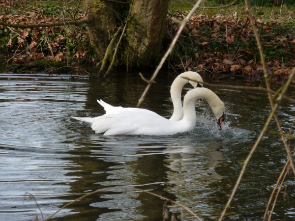 Photo (16): Mute Swan