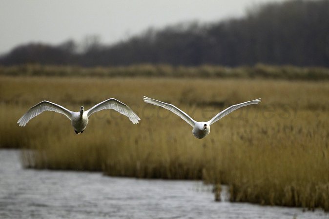 Photo (2): Mute Swan