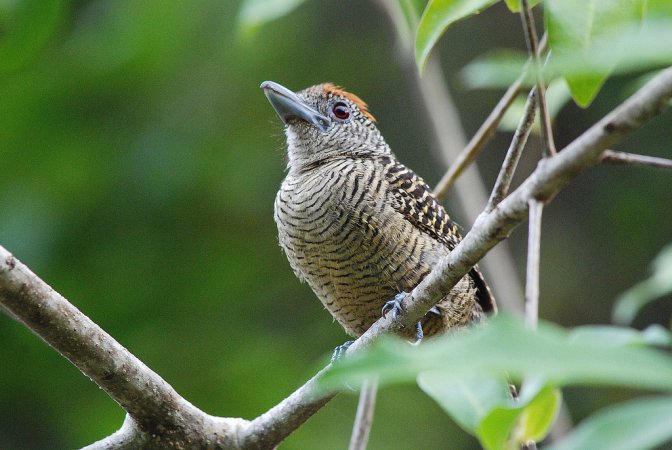 Photo (2): Fasciated Antshrike