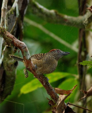Photo (4): Fasciated Antshrike