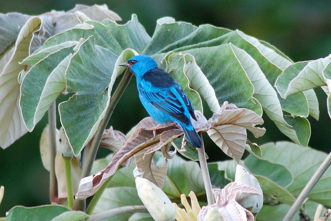 Photo (5): Blue Dacnis