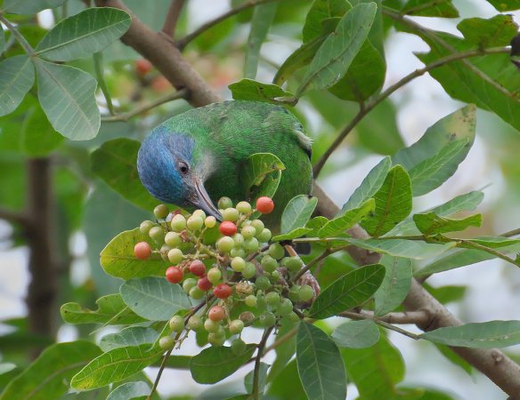 Photo (13): Blue Dacnis