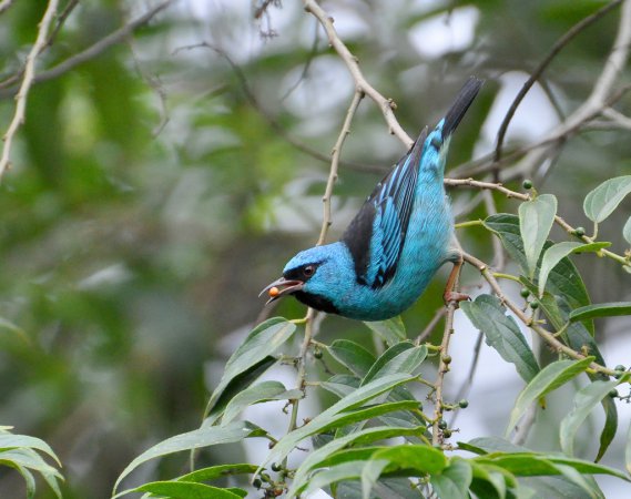 Photo (9): Blue Dacnis