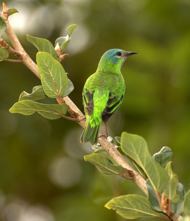 Photo (11): Blue Dacnis