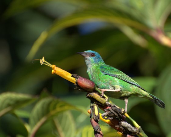 Photo (6): Blue Dacnis