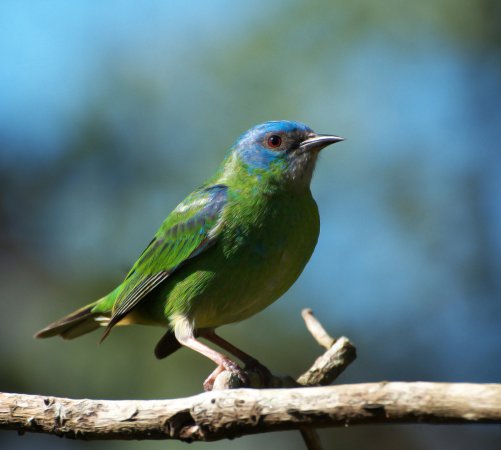 Photo (2): Blue Dacnis