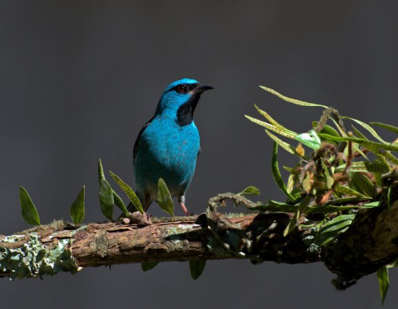 Photo (3): Blue Dacnis