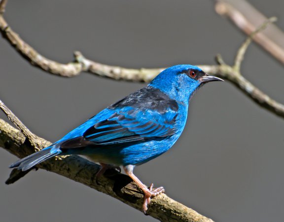 Photo (1): Blue Dacnis