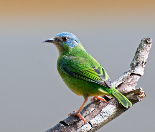 Photo (4): Blue Dacnis