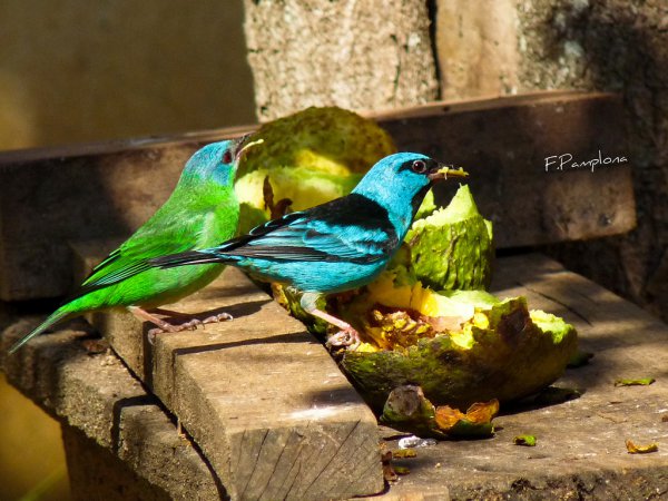 Photo (8): Blue Dacnis