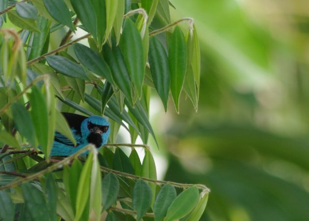 Photo (19): Blue Dacnis