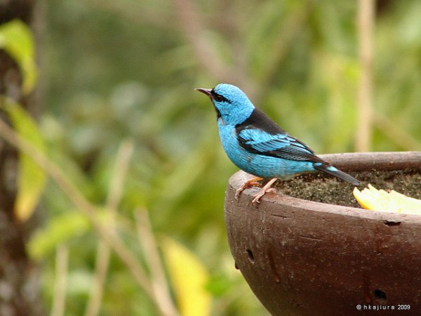 Photo (14): Blue Dacnis