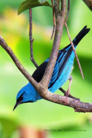 Photo (10): Blue Dacnis