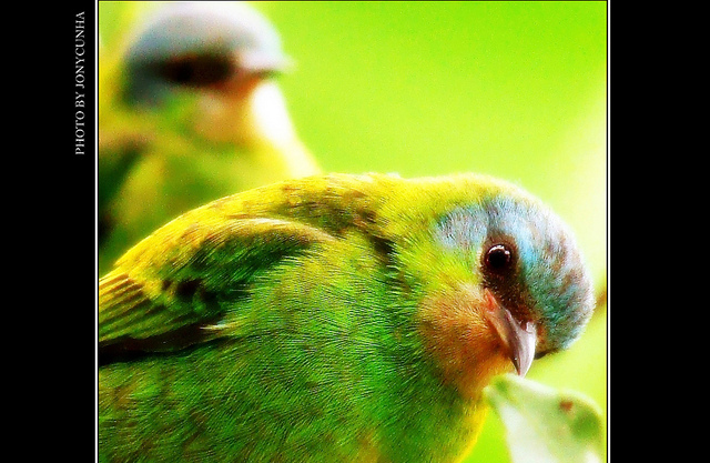 Photo (15): Blue Dacnis