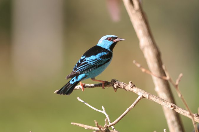 Photo (7): Blue Dacnis