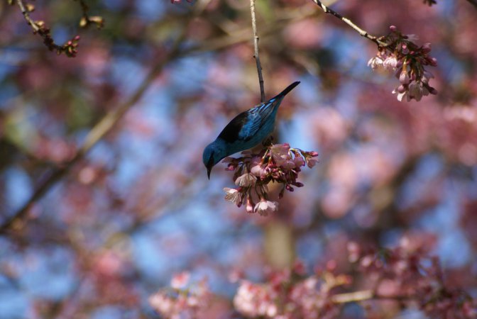 Photo (17): Blue Dacnis