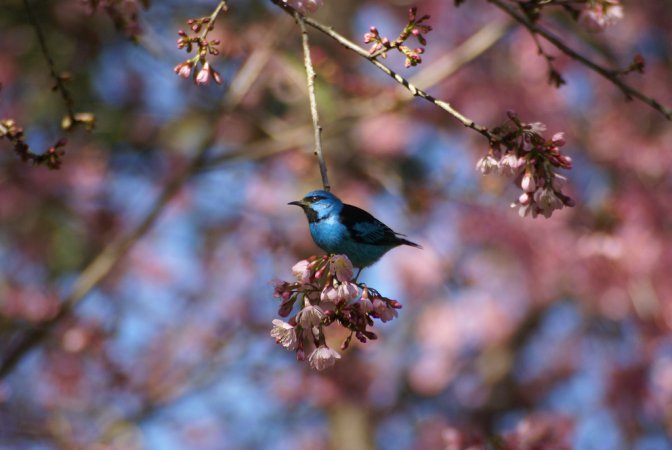 Photo (18): Blue Dacnis