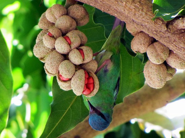 Photo (16): Blue Dacnis