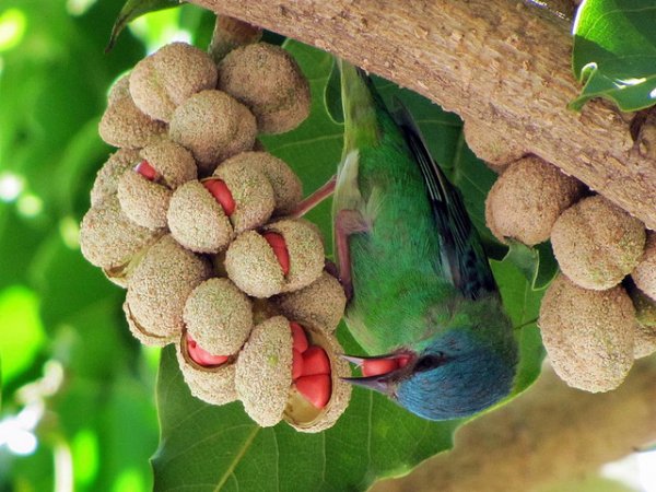 Photo (12): Blue Dacnis