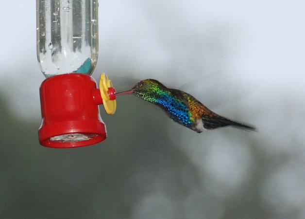 Photo (1): Violet-bellied Hummingbird